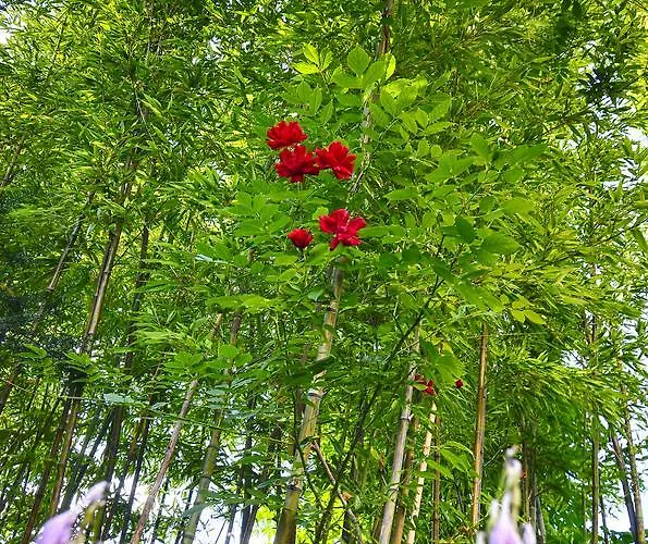 Family Greenslo Vendégház 2*